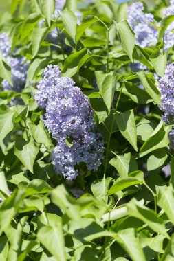 Şehir parkında güneşli bir bahar günü çiçek açan leylak şırıngası. Moskova, Rusya
