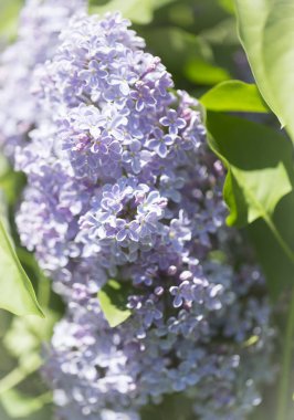 Şehir parkında güneşli bir bahar günü çiçek açan leylak şırıngası. Moskova, Rusya