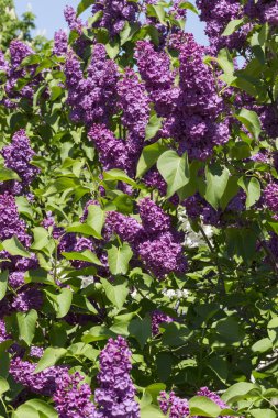Bush blooming lilac syringa Sunny spring day in the city Park. Moscow, Russia clipart