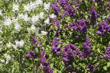 Şehir parkında güneşli bir bahar günü çiçek açan leylak şırıngası. Moskova, Rusya
