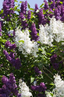 Şehir parkında güneşli bir bahar günü çiçek açan leylak şırıngası. Moskova, Rusya