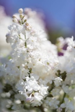 Şehir parkında güneşli bir bahar günü çiçek açan leylak şırıngası. Moskova, Rusya