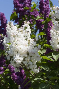 Şehir parkında güneşli bir bahar günü çiçek açan leylak şırıngası. Moskova, Rusya