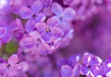 Narin leylak çiçekleri makro yakın plan bulanık arka plan üzerine odaklanır. Botanik desen