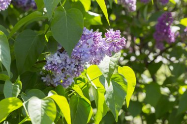 Çiçek açan leylaklar, çeşitli şırıngalar, güneşli bir bahar gününde bahçede yeşil yapraklar. Moskova, Rusya