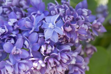 Narin leylak çiçekleri makro yakın plan bulanık arka plan üzerine odaklanır. Botanik desen