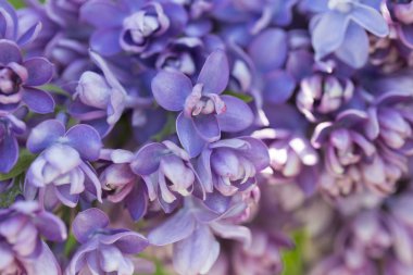 Narin leylak çiçekleri makro yakın plan bulanık arka plan üzerine odaklanır. Botanik desen