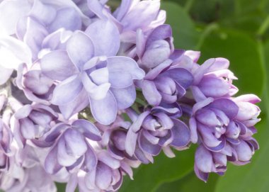 Narin leylak çiçekleri makro yakın plan bulanık arka plan üzerine odaklanır. Botanik desen