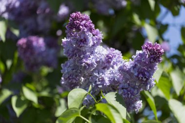Çiçek açan leylaklar, çeşitli şırıngalar, güneşli bir bahar gününde bahçede yeşil yapraklar. Moskova, Rusya