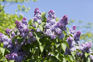 Bush blooming lilac, varieties Syringa vulgaris, with green leaves in the garden on a Sunny spring day. Moscow, Russia clipart