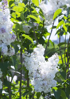 Güneşli bir ilkbaharda bulanık bir arkaplanda açan beyaz bir leylak dalı. Moskova, Rusya