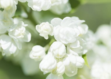 Leylak çiçekleri, şırınga çeşitleri, yakın plan, güneşli bir bahar gününde bahçede yumuşak bir odak. Moskova, Rusya