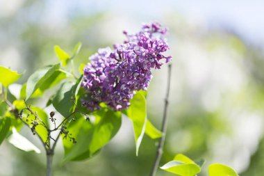 Çiçek açan leylaklar, çeşitli şırıngalar, güneşli bir bahar gününde bahçede yeşil yapraklar. Moskova, Rusya