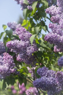 Güneşli bir bahar gününde, şehir parkında mor çiçeklerin açtığı dallar ve çalılar. Moskova, Rusya