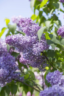 Güneşli bir bahar gününde, şehir parkında mor çiçeklerin açtığı dallar ve çalılar. Moskova, Rusya