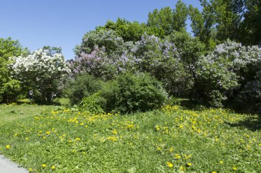 Çiçek açan leylaklar, çeşitli şırıngalar, güneşli bir bahar gününde bahçede yeşil yapraklar. Moskova, Rusya