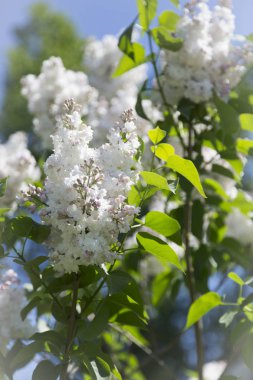 Güneşli bir bahar gününde, şehir parkında açan beyaz leylak dalları ve çalıları. Moskova, Rusya