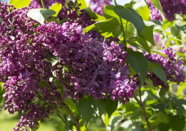 Güneşli bir bahar gününde, şehir parkında mor çiçeklerin açtığı dallar ve çalılar. Moskova, Rusya