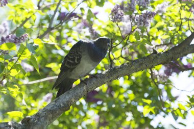Çiçek açan leylak dalında oturan güvercin. Şehir parkında güneşli bir gün.