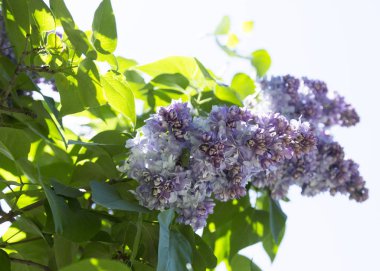 Şehir parkında güneşli bir bahar gününde bulanık bir arka planda çiçek açan mor leylak ve yeşil yaprak dalı. Moskova, Rusya