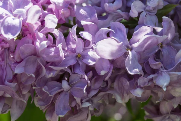 Floração Azul Roxo Flores Lilás Macro Close Foco Suave Fundo — Fotografia de Stock