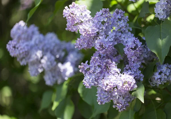 Bush Fioritura Siringa Lilla Sunny Giorno Primavera Nel Parco Della — Foto Stock