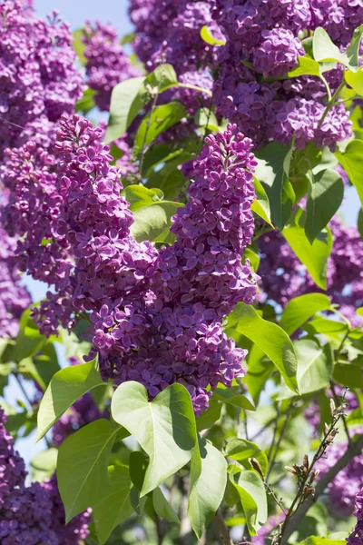 Bush Florescendo Lilás Syringa Dia Primavera Ensolarado Parque Cidade Moscou — Fotografia de Stock