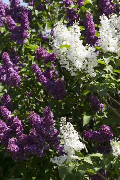 Jeringa Lila Floreciente Bush Soleado Día Primavera Parque Ciudad Moscú —  Fotos de Stock