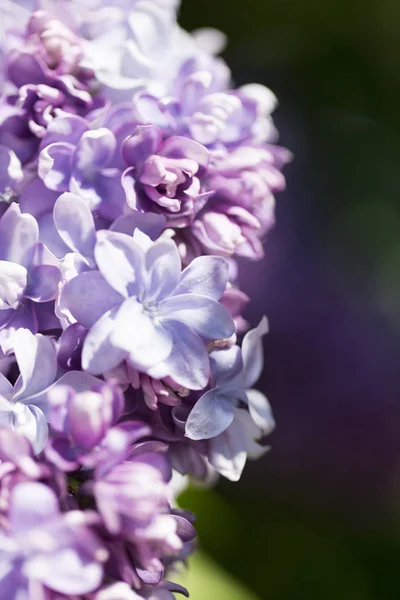 Flores Lilás Delicadas Macro Fechar Foco Suave Fundo Borrado Padrão — Fotografia de Stock