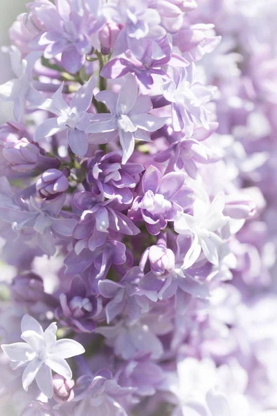 淡淡的紫丁香花的宏观特写 柔和地聚焦在模糊的背景上 植物学模式 — 图库照片