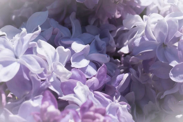 Flores Lila Variedades Syringa Cerca Con Enfoque Suave Jardín Día —  Fotos de Stock