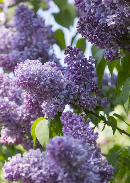 Branches Bushes Purple Blooming Lilac Close City Park Sunny Spring — Stock Photo, Image