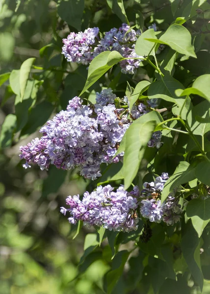 Branches Bushes Purple Blooming Lilac Close City Park Sunny Spring — Stock Photo, Image