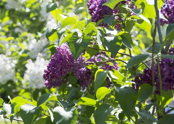 Rami Cespugli Viola Lilla Bianca Fiore Nel Parco Cittadino Una — Foto Stock