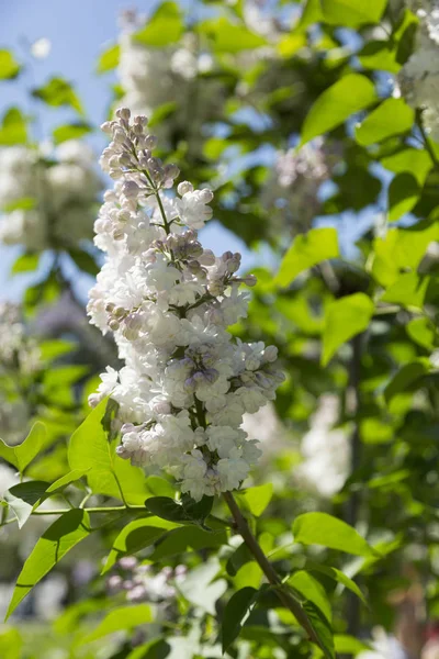 Branches Bushes White Blooming Lilac City Park Sunny Spring Day — Stock Photo, Image