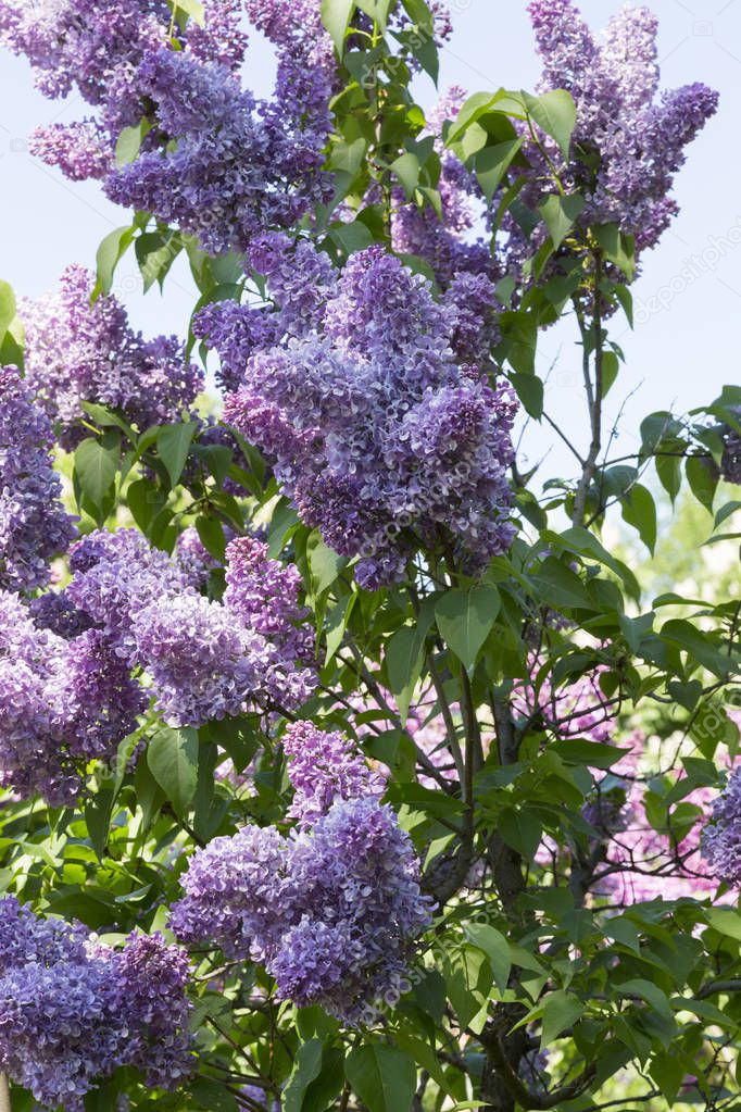 Branches and bushes of purple blooming lilac close-up in the city Park on a Sunny spring day. Moscow, Russia