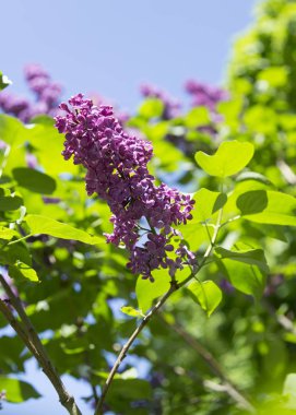 Şehir parkında güneşli bir bahar gününde bulanık bir arka planda açan koyu pembe leylak ve yeşil yaprak dalı. Moskova, Rusya