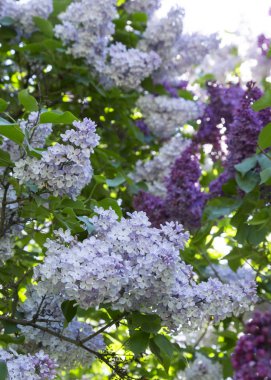 Şehir parkında güneşli bir bahar gününde bulanık bir arka planda çiçek açan bir ışık ve koyu mor leylak ve yeşil yaprak dalı. Moskova, Rusya