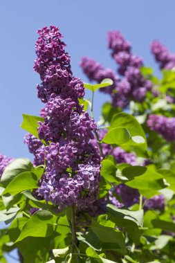 Şehir parkında güneşli bir bahar gününde bulanık bir arka planda çiçek açan mor leylak ve yeşil yaprak dalı. Moskova, Rusya