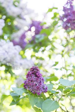 Şehir parkında güneşli bir bahar gününde bulanık bir arka planda çiçek açan beyaz, mor ve yeşil bir yaprak dalı. Moskova, Rusya