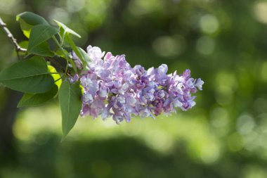 Şehir parkında güneşli bir bahar gününde makro ışıkta çekilen mor eflatun dalları. Moskova, Rusya