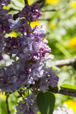 Şehir parkında güneşli bir bahar gününde makro ışıkta çekilen mor eflatun dalları. Moskova, Rusya