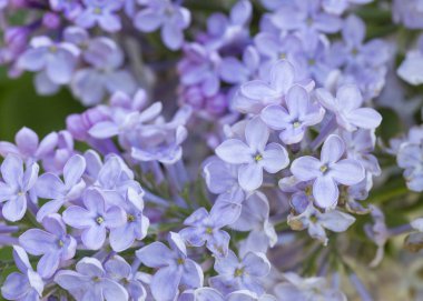 Mor ve beyaz leylak yapraklı çiçekler. Şehir parkında güneşli bir bahar gününde makro ateş açılırken yakın plan. Moskova, Rusya