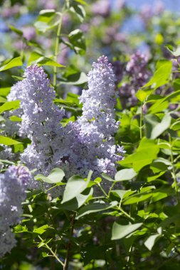 Şehir parkında güneşli bir bahar gününde makro ışıkta çekilen mor eflatun dalları. Moskova, Rusya