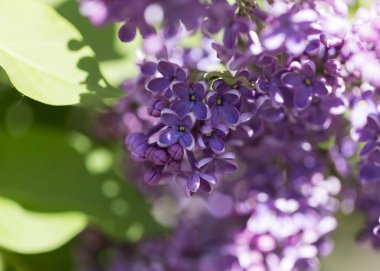 Mor leylak yapraklı çiçekler. Şehir parkında güneşli bir bahar gününde makro ateş açıldığında yakın plan. Moskova, Rusya