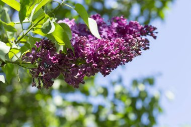 Şehir bahçesinde güneşli bir bahar gününde yeşil yapraklı pembe ve menekşe rengi bir leylak dalı. Moskova, Rusya