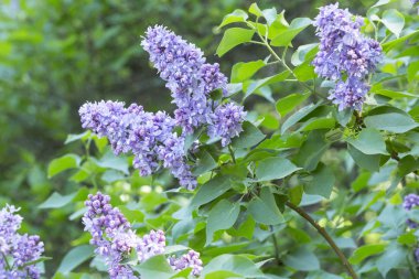 Çalı çiçekli lavanta çiçekleri, çeşitli şırınga kabukları, güneşli bir bahar gününde bahçede yeşil yapraklar. Moskova, Rusya