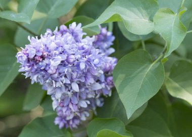 Çalı çiçekli mor leylak, çeşitli şırınga kabukları, güneşli bir bahar gününde bahçede yeşil yapraklar. Moskova, Rusya