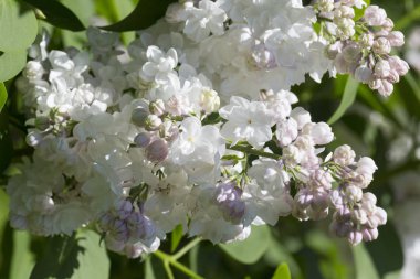 Leylak çiçekleri, makro, şırınga çeşitleri, yakın plan, güneşli bir bahar gününde bahçede yumuşak bir odak. Moskova, Rusya