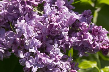 Leylak çiçekleri, makro, şırınga çeşitleri, yakın plan, güneşli bir bahar gününde bahçede yumuşak bir odak. Moskova, Rusya